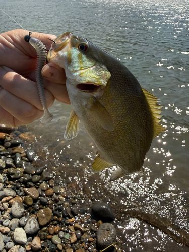 スモールマウスバスの釣果