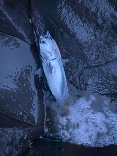 マルソウダの釣果