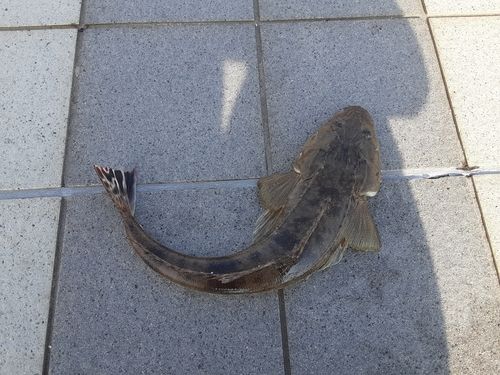 マダコの釣果