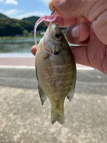 ブルーギルの釣果
