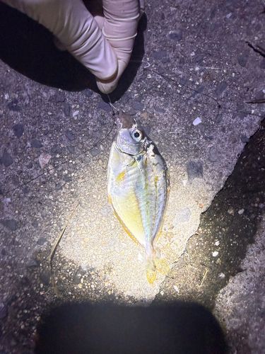ヒイラギの釣果