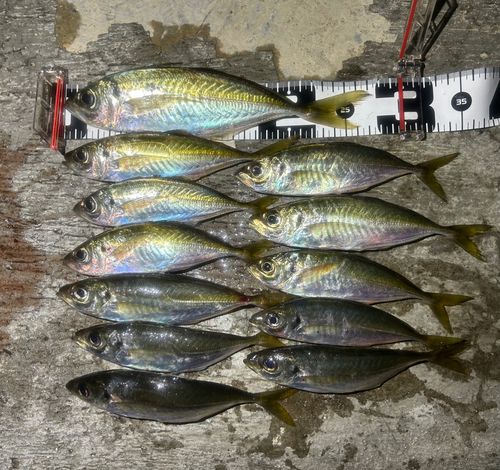 マアジの釣果