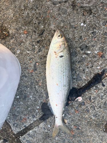 コノシロの釣果