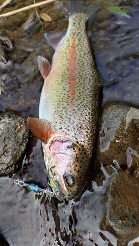 ニジマスの釣果