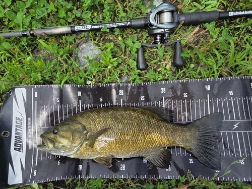 スモールマウスバスの釣果