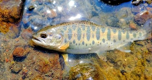 ヤマメの釣果