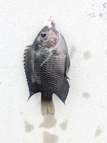 スズメダイの釣果