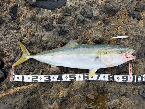 ブリの釣果
