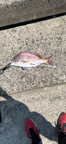 マダイの釣果