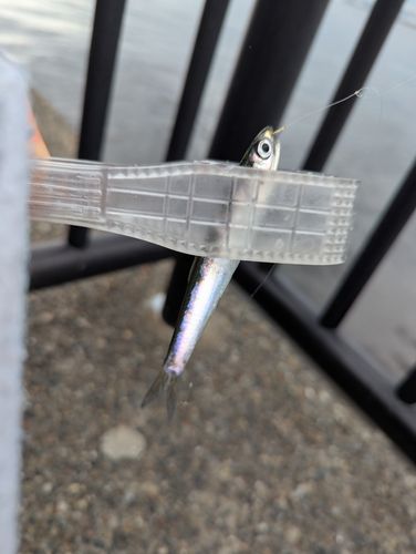 カタクチイワシの釣果