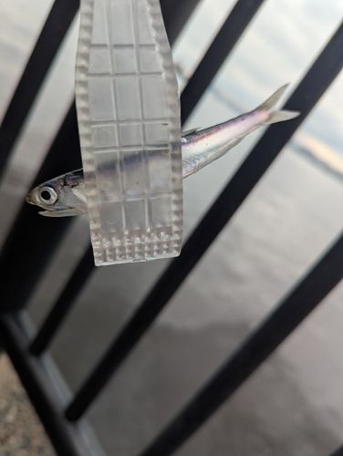 カタクチイワシの釣果