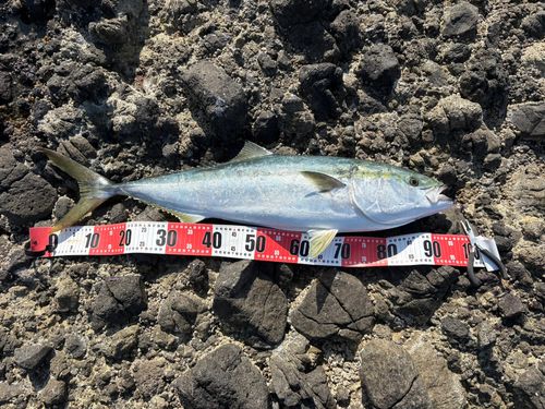 ブリの釣果