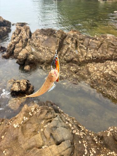 エソの釣果