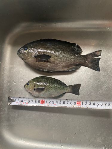 メジナの釣果