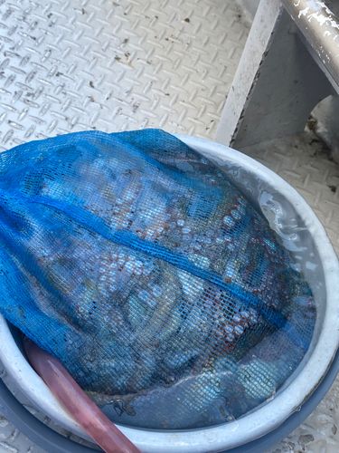 タコの釣果