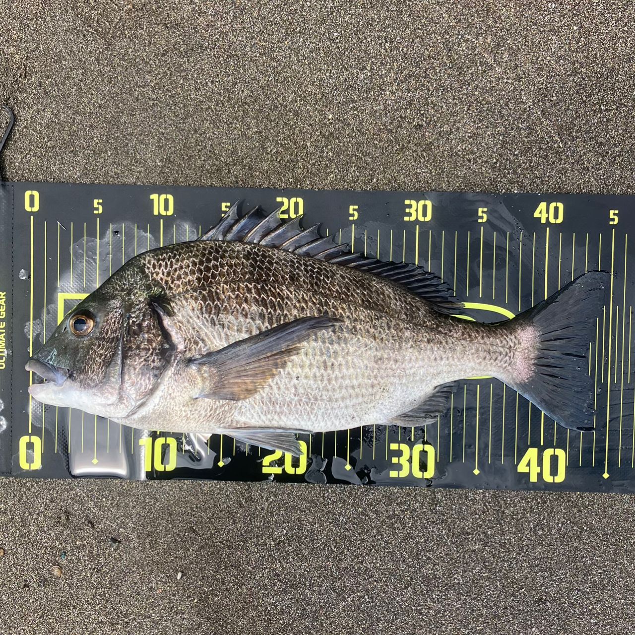 SHIMANO 23ディアルーナ S86L-Sの最安値・インプレ・釣果 | 本音の