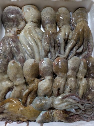マダコの釣果