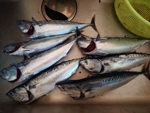 マルソウダの釣果