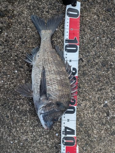 メイタの釣果