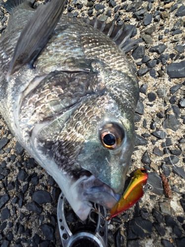 チヌの釣果