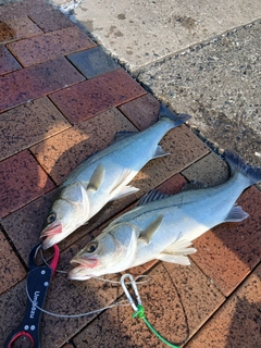 セイゴ（マルスズキ）の釣果