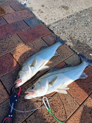 セイゴ（マルスズキ）の釣果