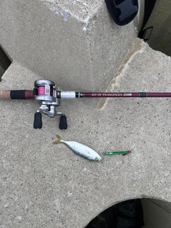 ヤズの釣果