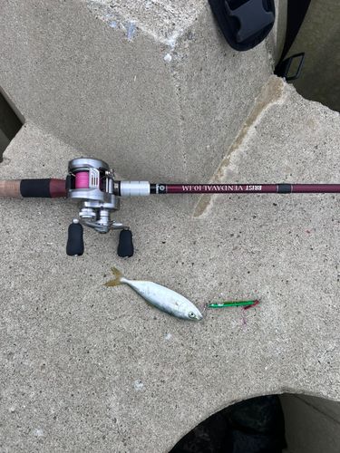 ヤズの釣果