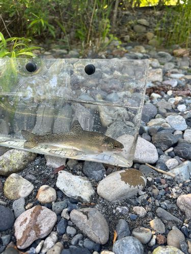 ニジマスの釣果