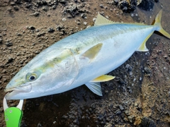 ブリの釣果