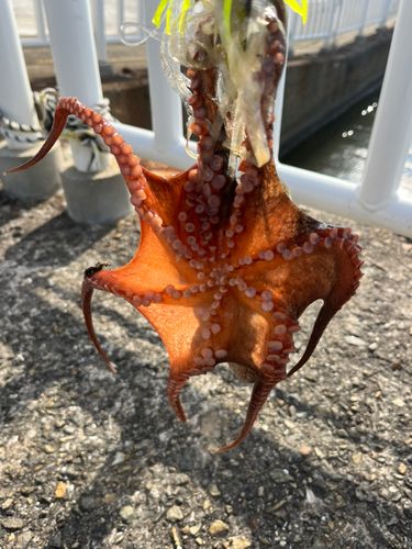 タコの釣果