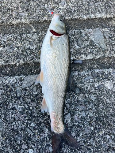 釣果