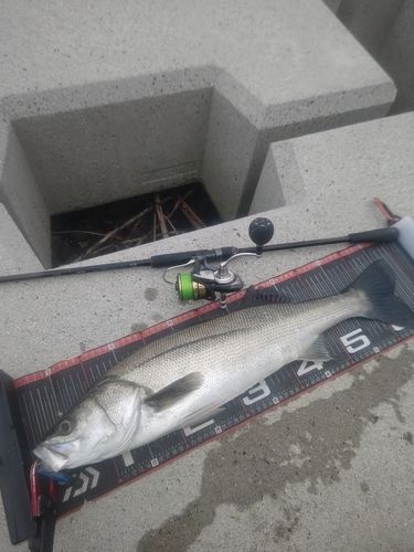 シーバスの釣果