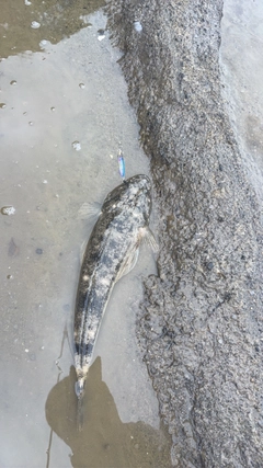 カマスの釣果