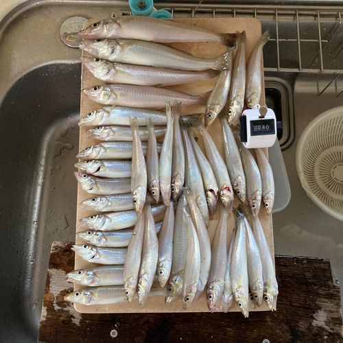キスの釣果