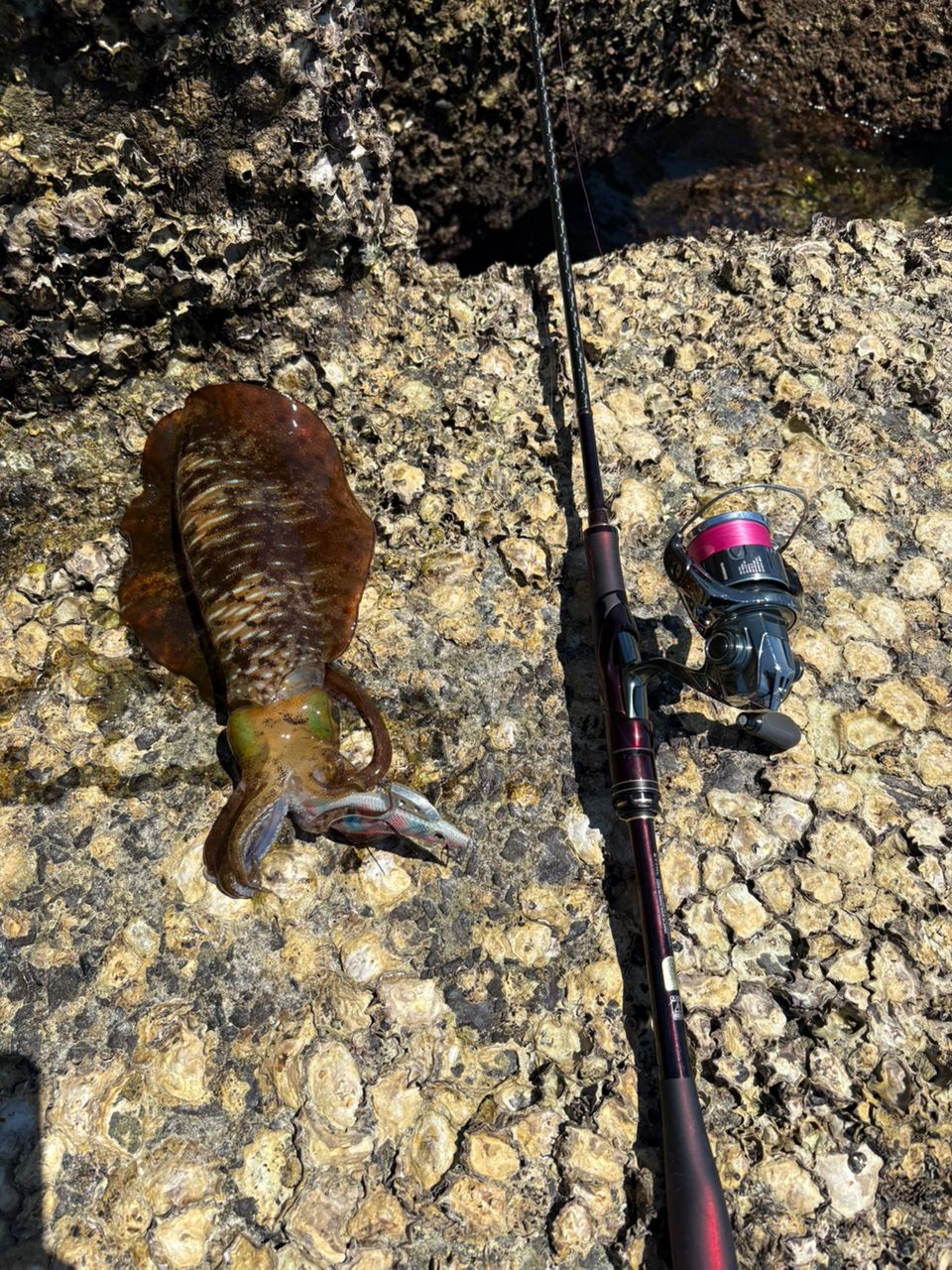 SHIMANO 19セフィア リミテッド S77MLの最安値・インプレ・釣果 | 本音