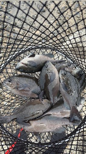 クロの釣果