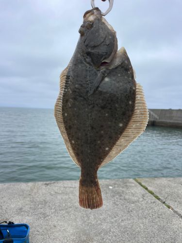イシガレイの釣果