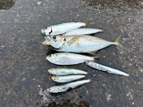 マアジの釣果