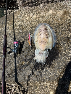 モンゴウイカの釣果
