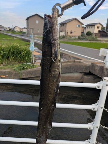 ナマズの釣果