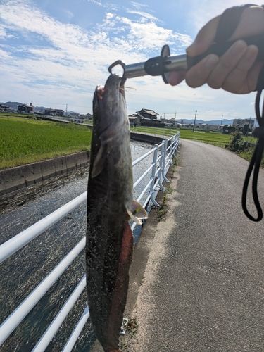 ナマズの釣果