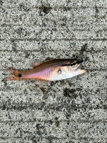 ネンブツダイの釣果