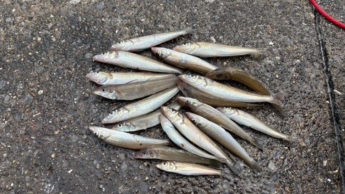 キスの釣果