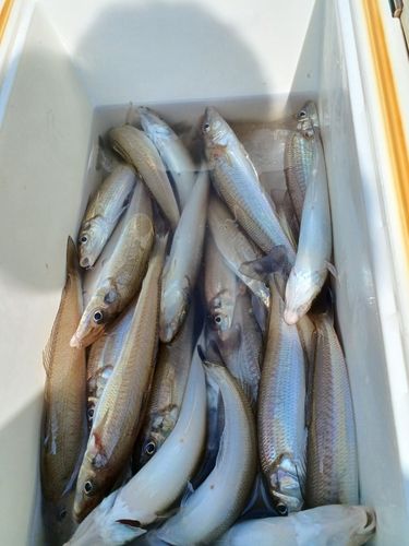 シロギスの釣果
