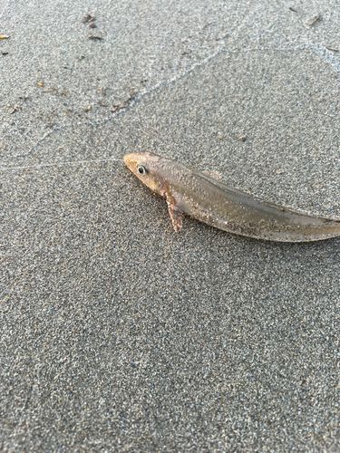 キスの釣果