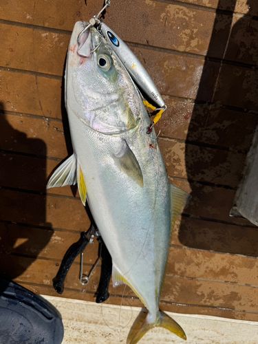 ヒラマサの釣果