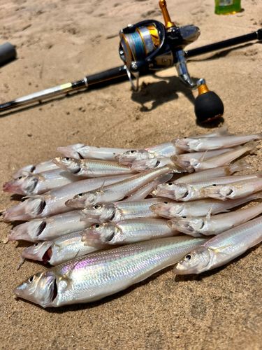 キスの釣果