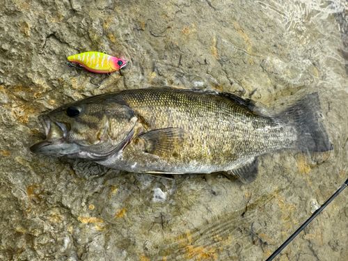 スモールマウスバスの釣果