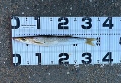 カマスの釣果